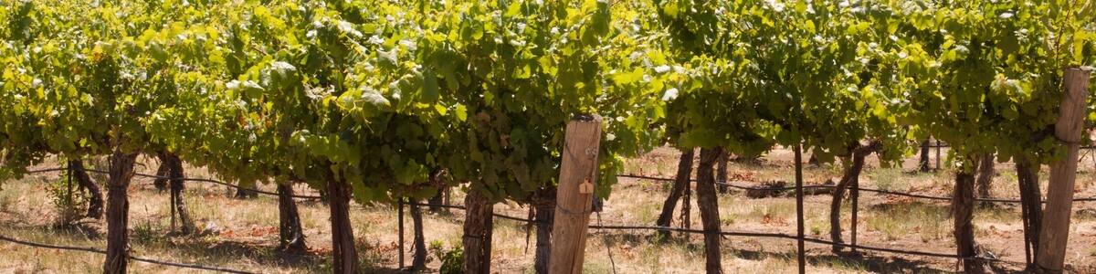 Grape Vineyard in the foreground, showing the Yakima area and Union Gap.