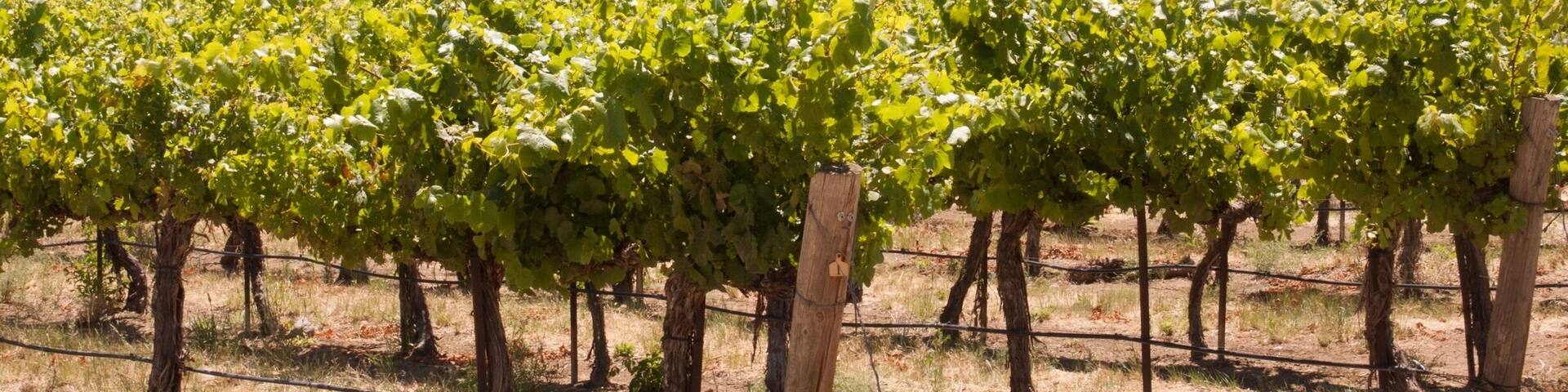 Grape Vineyard in the foreground, showing the Yakima area and Union Gap.
