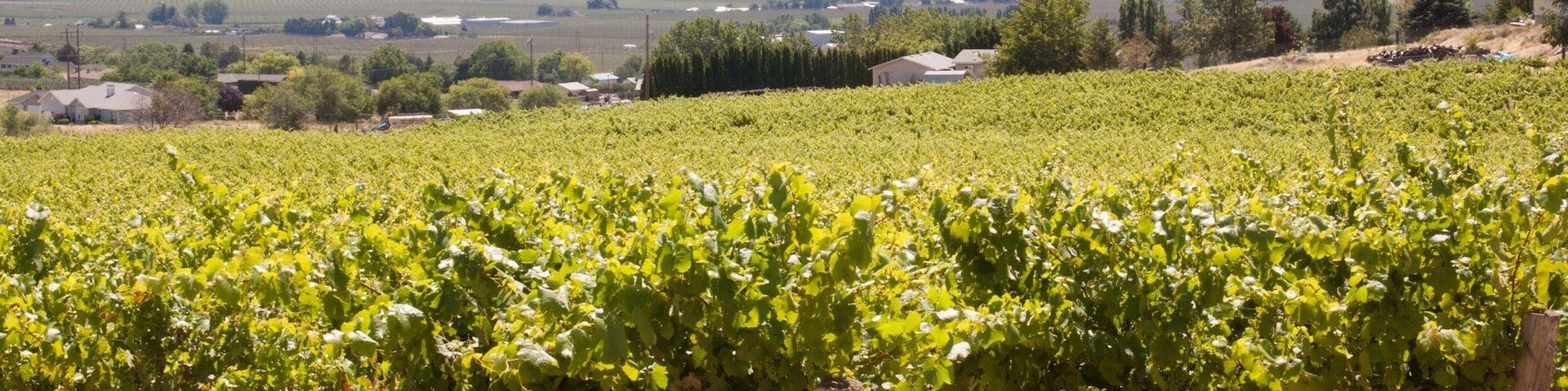 Grape Vineyard in the foreground, showing the Yakima area and Union Gap.