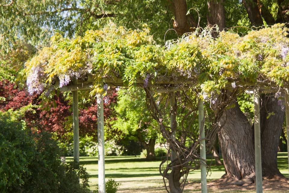 Una pérgola cubierta de plantas trepadoras y enredaderas, rodeada de abundante vegetación y árboles en un jardín.