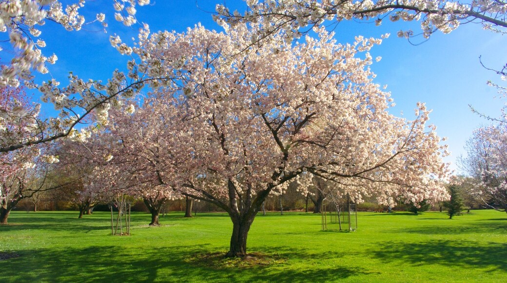 Beautiful trees all year round