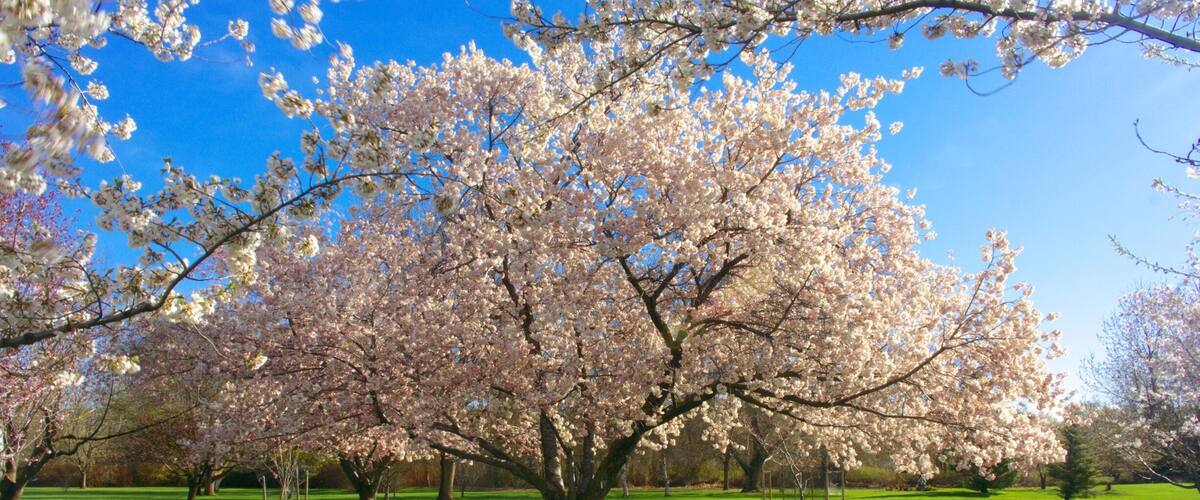 Beautiful trees all year round