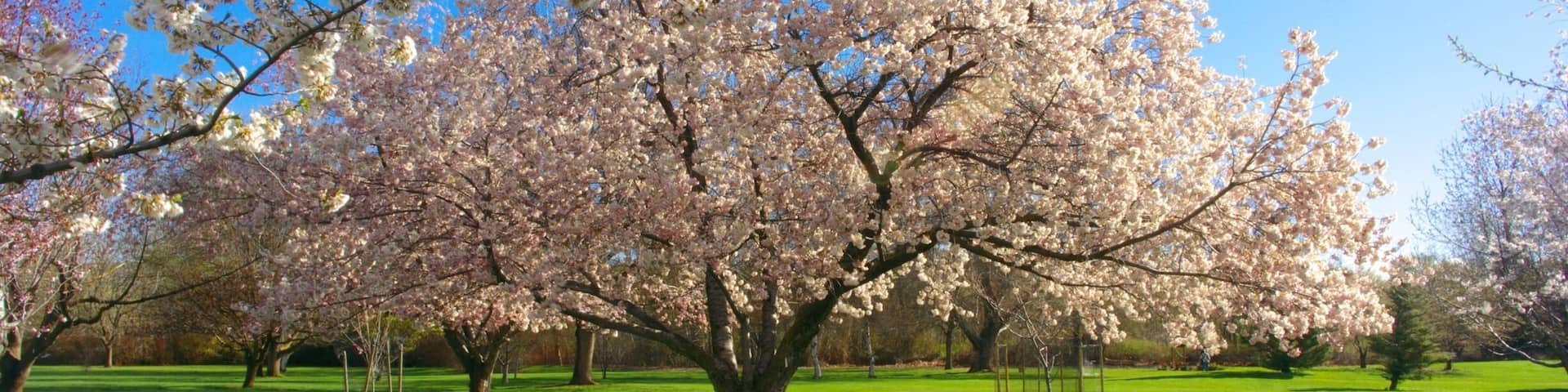 Beautiful trees all year round