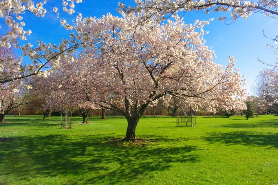 A park with cherry blossom trees in full bloom.