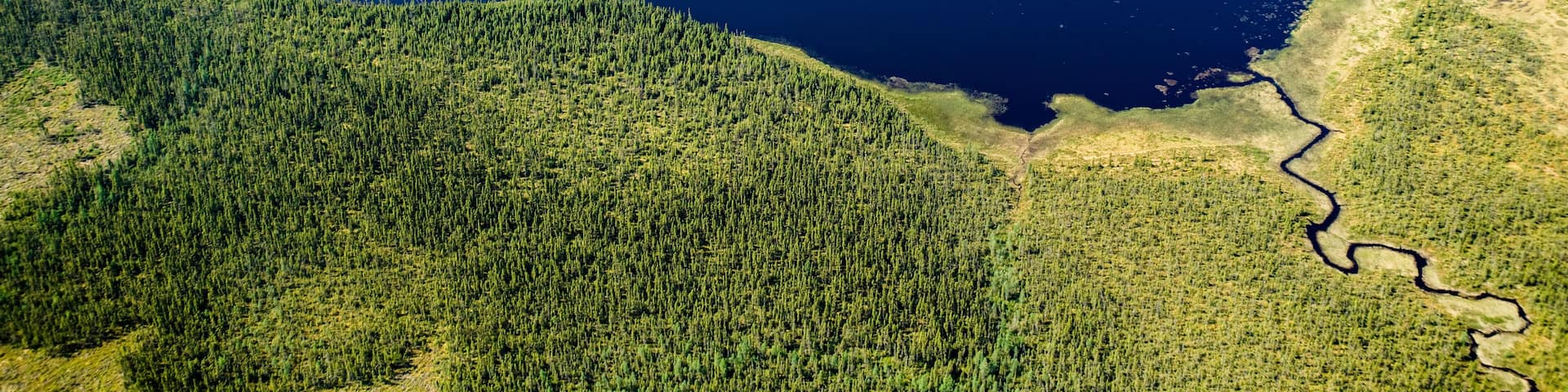 Boreal Forest in Waskaganish Region Quebec Canada