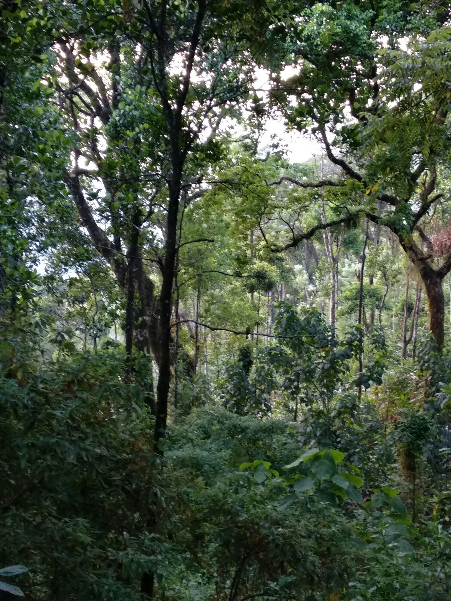 Valley view from Glenmore Resorts. This resort has only 8 rooms out of which 3 are valley view.
#LifeAtExpedia
#Munnar #GlenmoreResorts