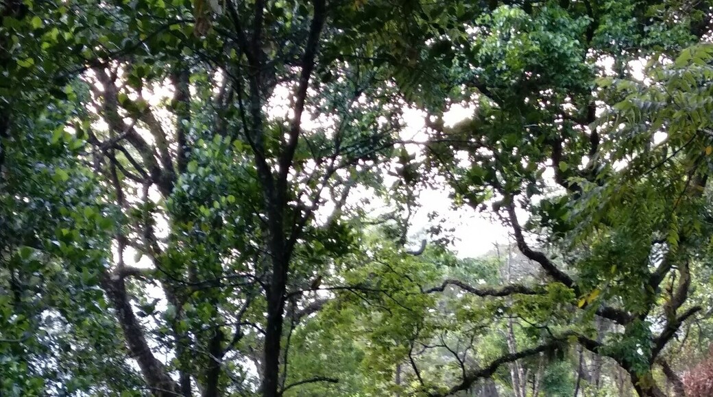 Valley view from Glenmore Resorts. This resort has only 8 rooms out of which 3 are valley view.
#LifeAtExpedia
#Munnar #GlenmoreResorts