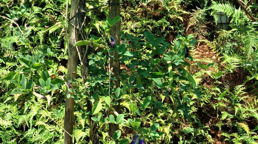 Beautiful garden in Glenmore Resorts. One can easily find cardamom plantation here.
#Munnar #GlenmoreResorts #LifeAtExpedia