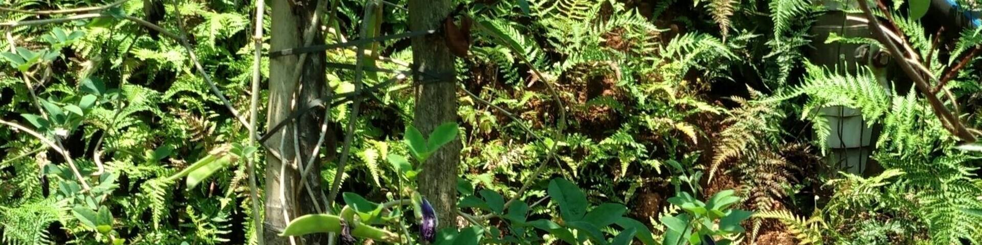 Beautiful garden in Glenmore Resorts. One can easily find cardamom plantation here.
#Munnar #GlenmoreResorts #LifeAtExpedia