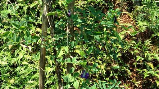 Beautiful garden in Glenmore Resorts. One can easily find cardamom plantation here.
#Munnar #GlenmoreResorts #LifeAtExpedia