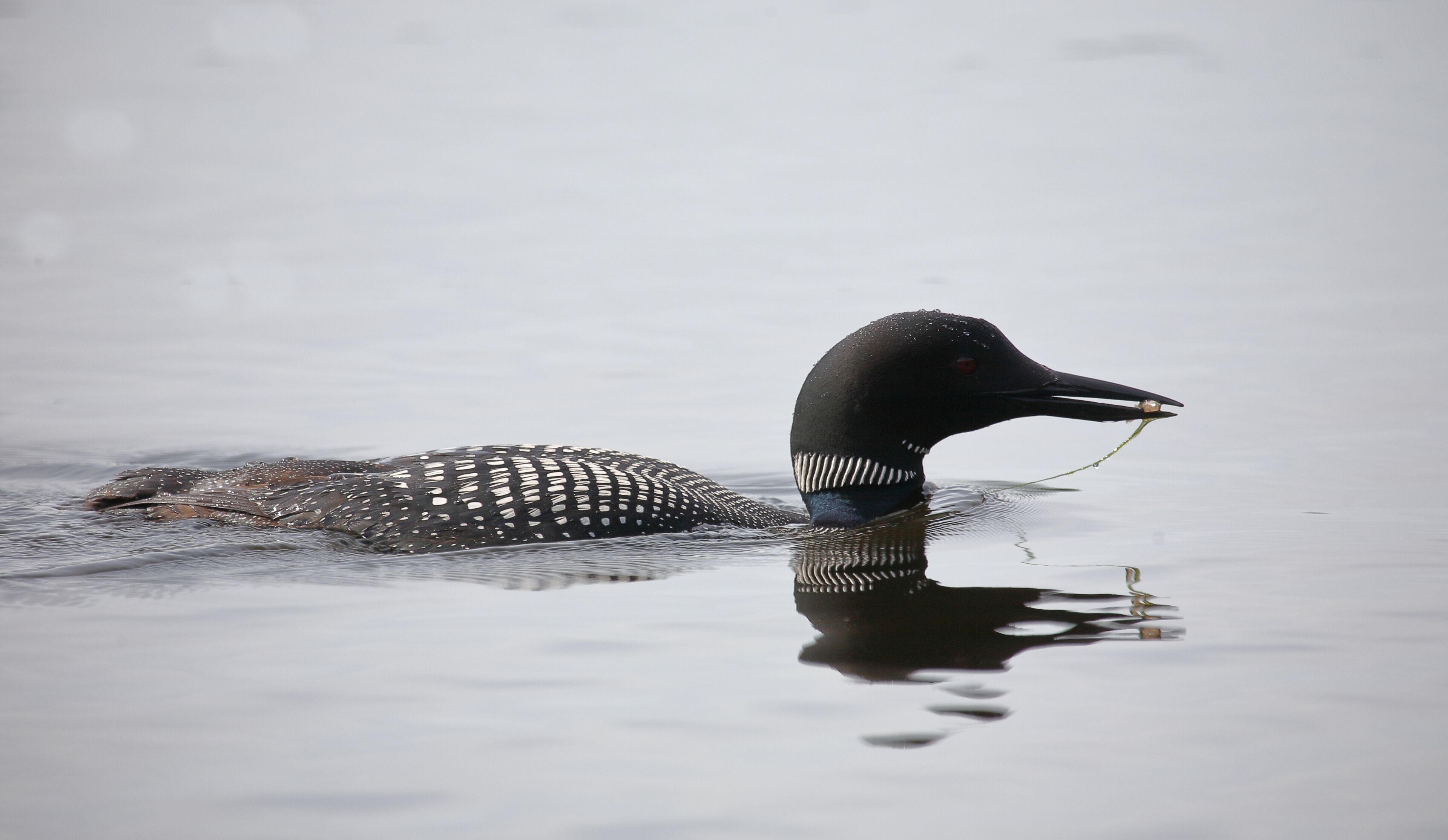 Eistaucher / Common Loon / Gavia immer...
