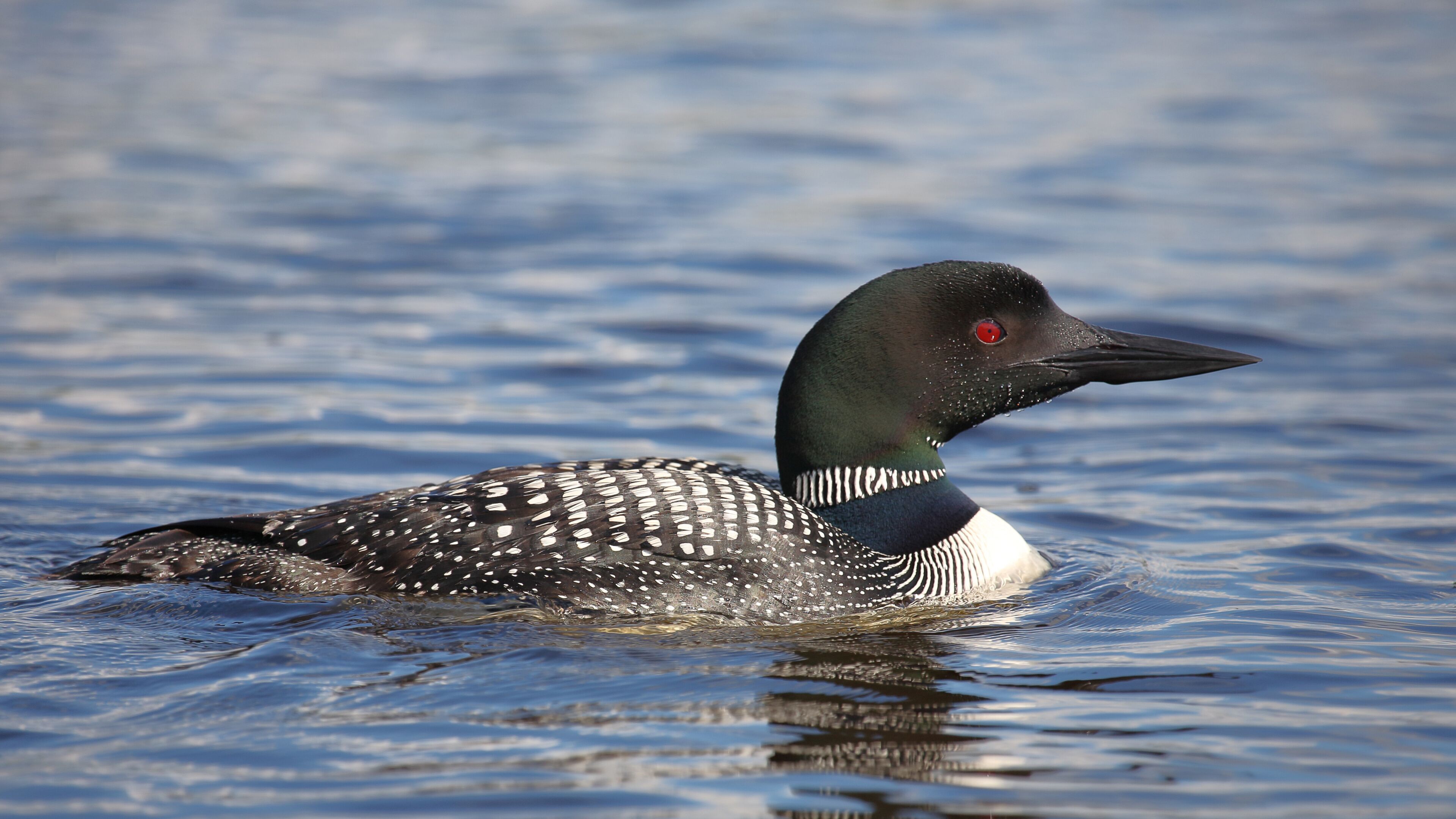 Eistaucher / Common Loon / Gavia immer.