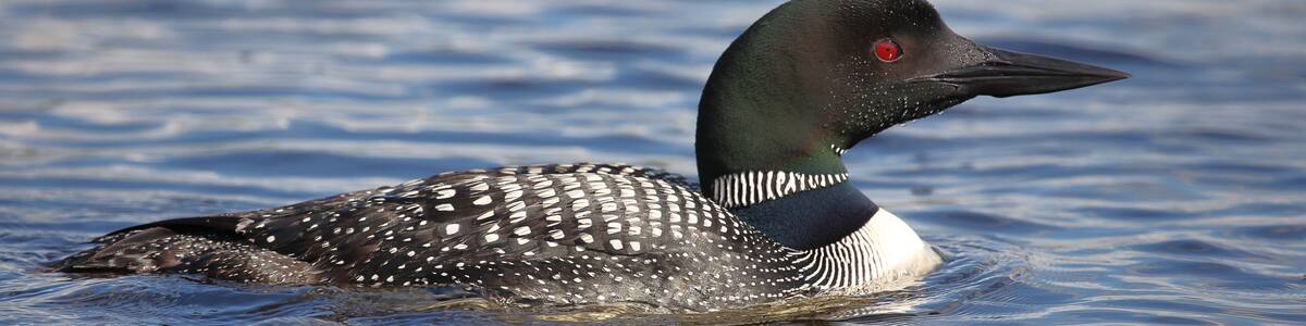 Eistaucher / Common Loon / Gavia immer.