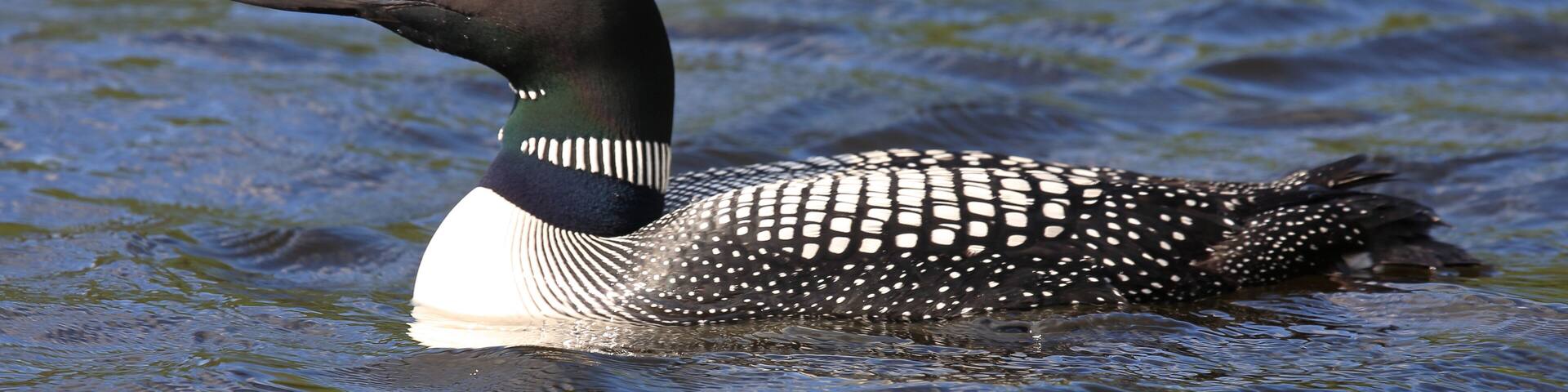 Eistaucher / Common Loon / Gavia immer.
