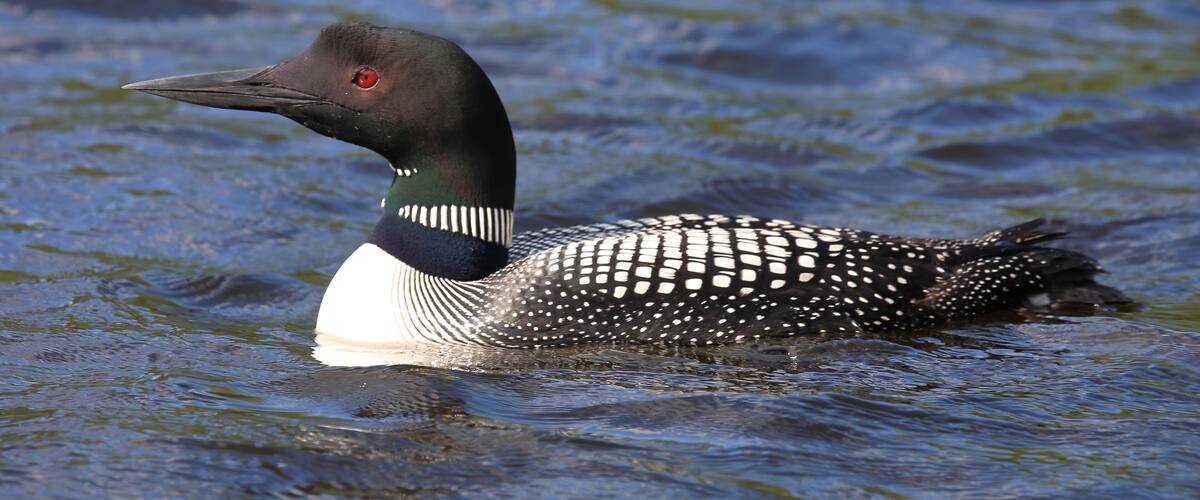 A loon swimming in water.