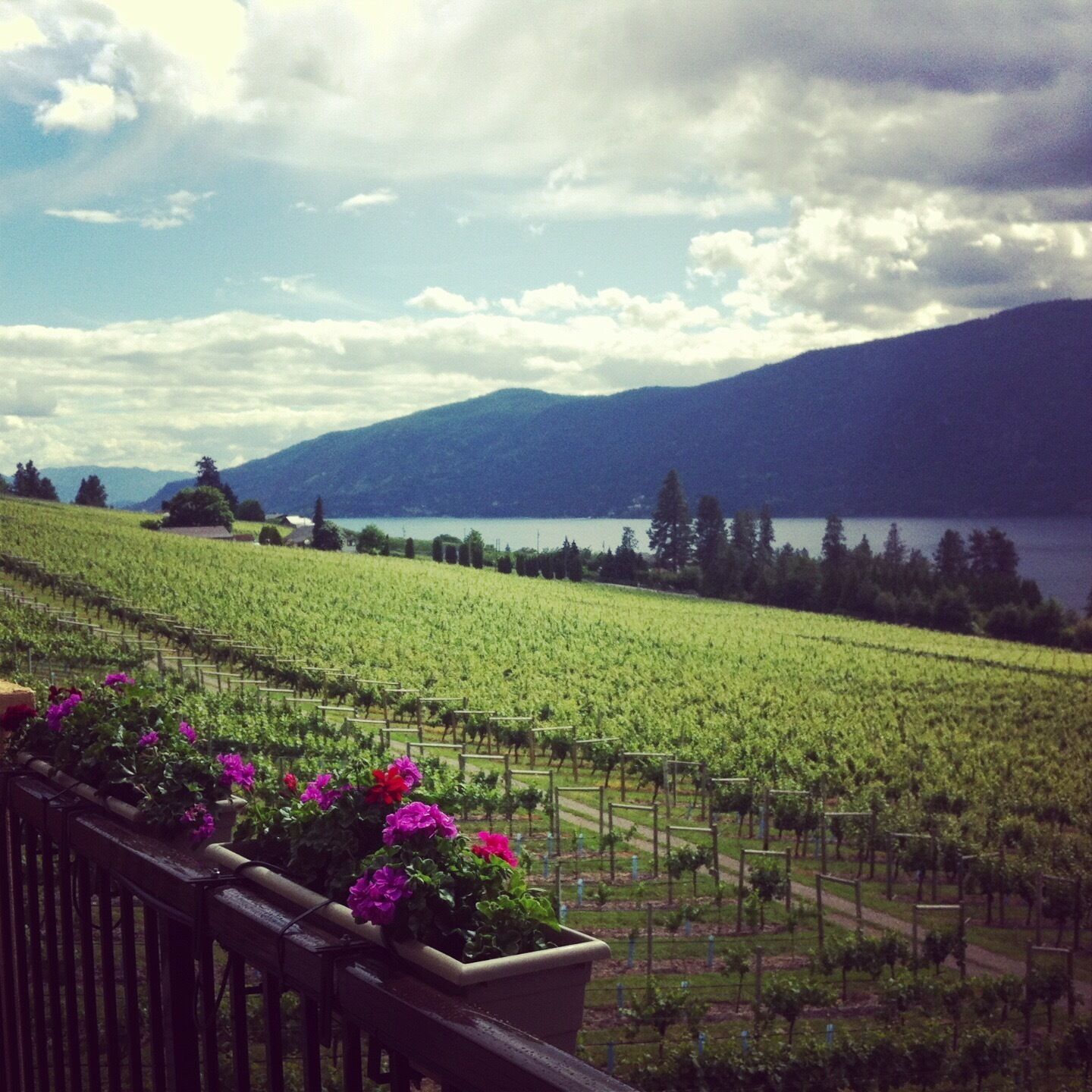 Vineyards above Okanagan Lake 🍷
