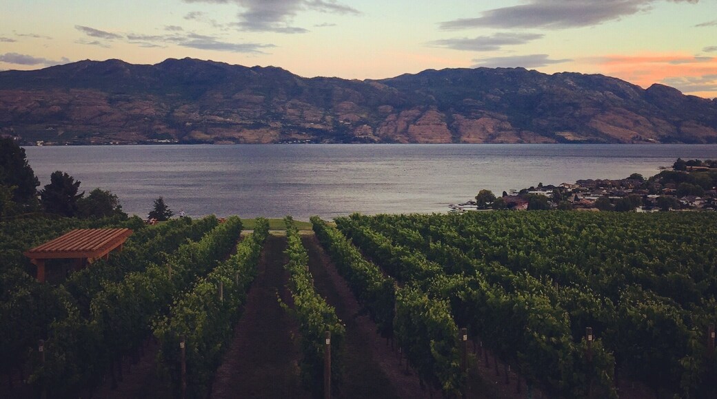 Sunset overlooking okanagan lake and quails gate winery 🍷☀️
#wineries #okanagan #lakeviews #sunset #canada