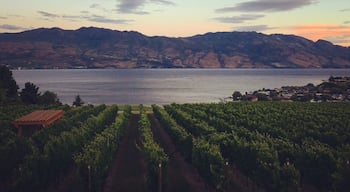 Sunset overlooking okanagan lake and quails gate winery 🍷☀️
#wineries #okanagan #lakeviews #sunset #canada