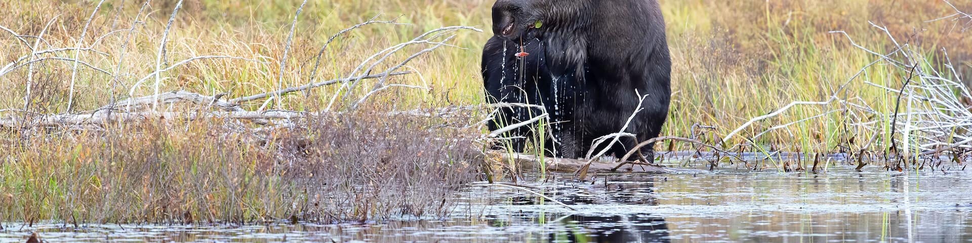 Bull Moose Alces alces with huge antlers feeding in a marsh in Algonquin Park, Ontario, Canada in autumn