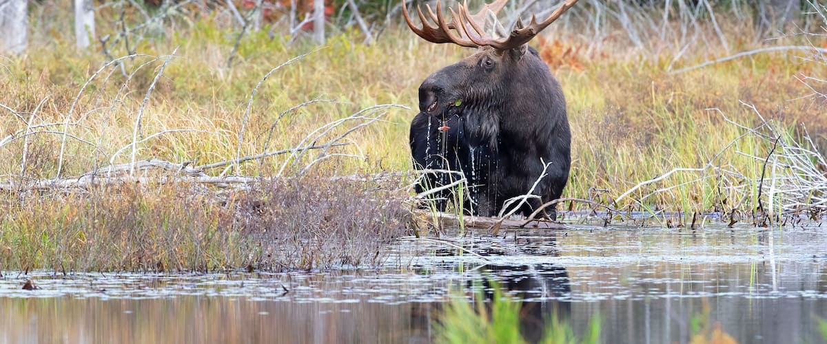 A moose in a wetland area with sparse vegetation and leafless trees in the background.