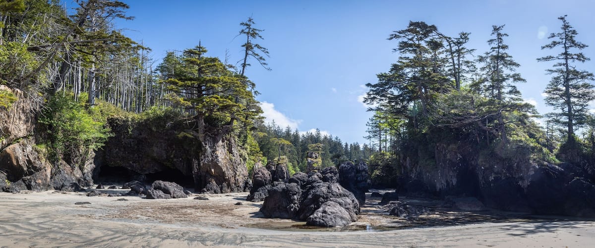 A rocky beach with dense forest and tall trees.