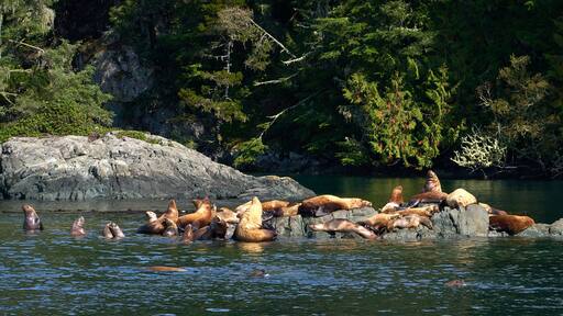 بورت ماكنيل