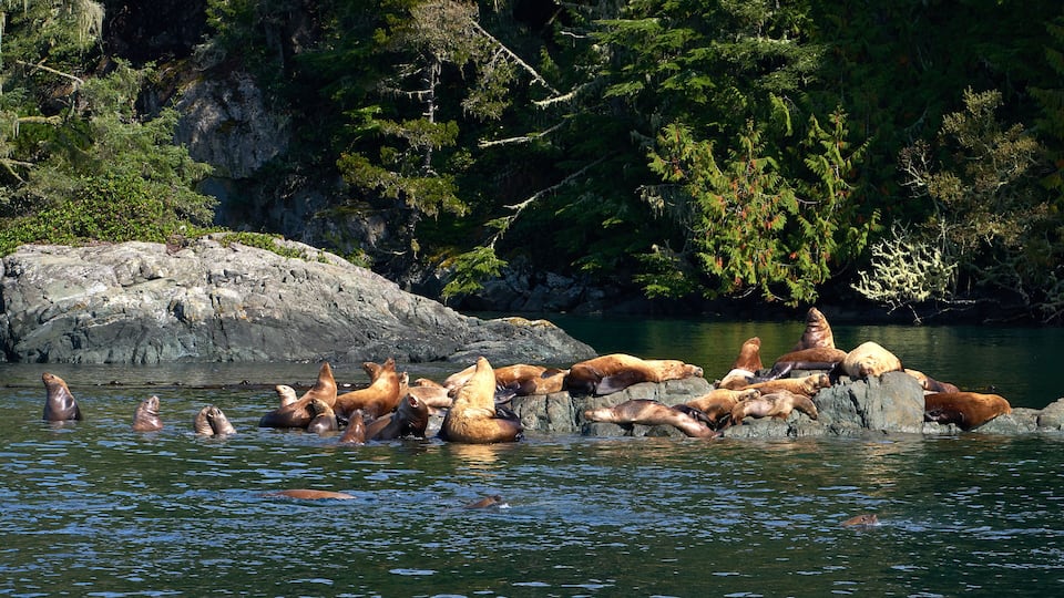 A group of sea lions resting on rocks in a body of water surrounded by dense forest.