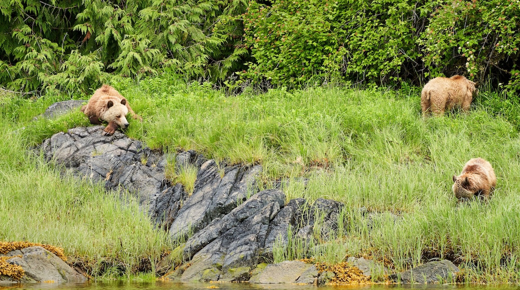 A mother grizzly bear and her two cubs in the bright spring grass with one cub sleeping on a rock and one cub foraging in the grass.
