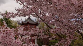 View of the Chinese pagoda through the blossoming tree.