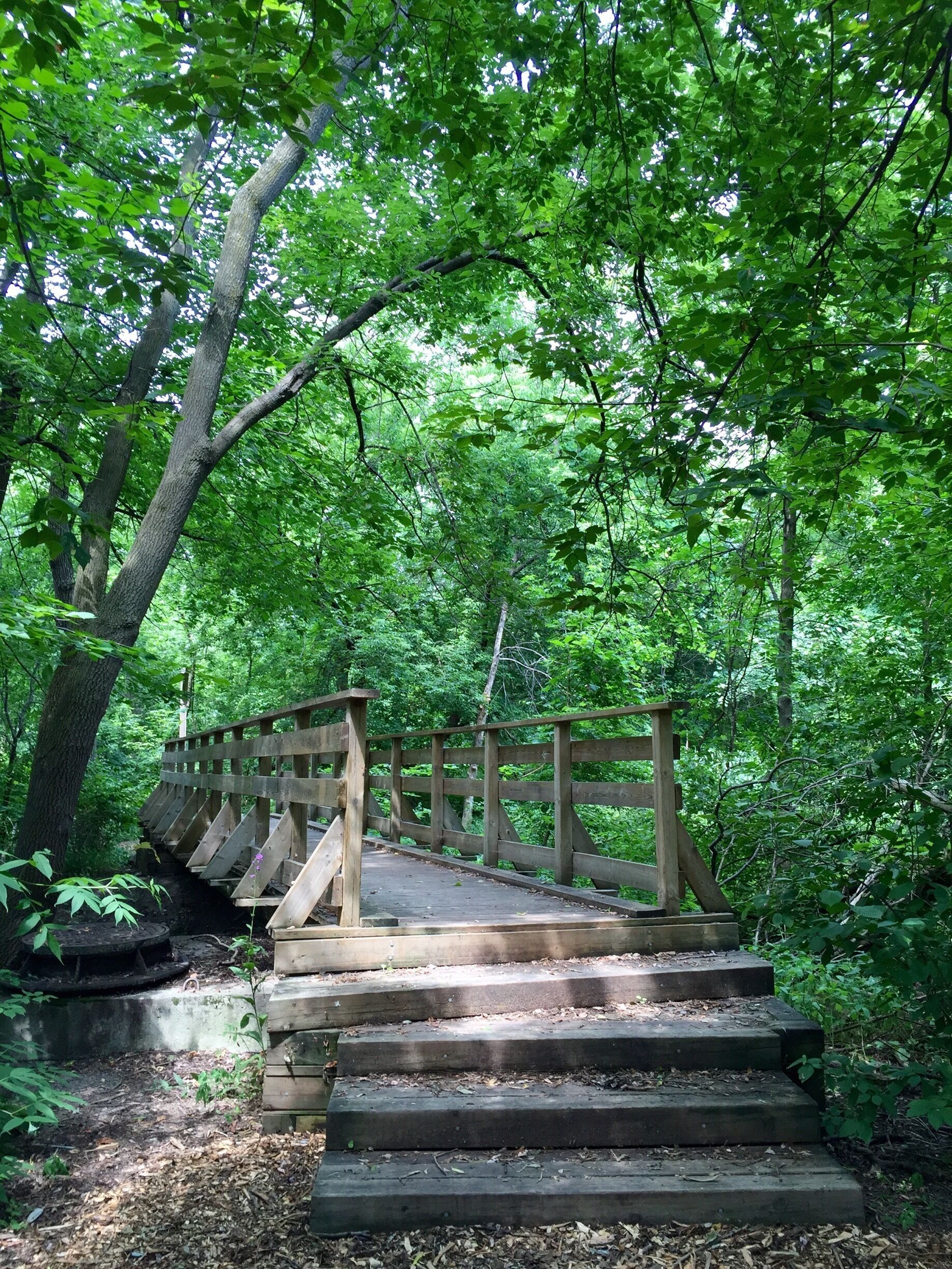 Boisé du parc Marcel Laurent. 
