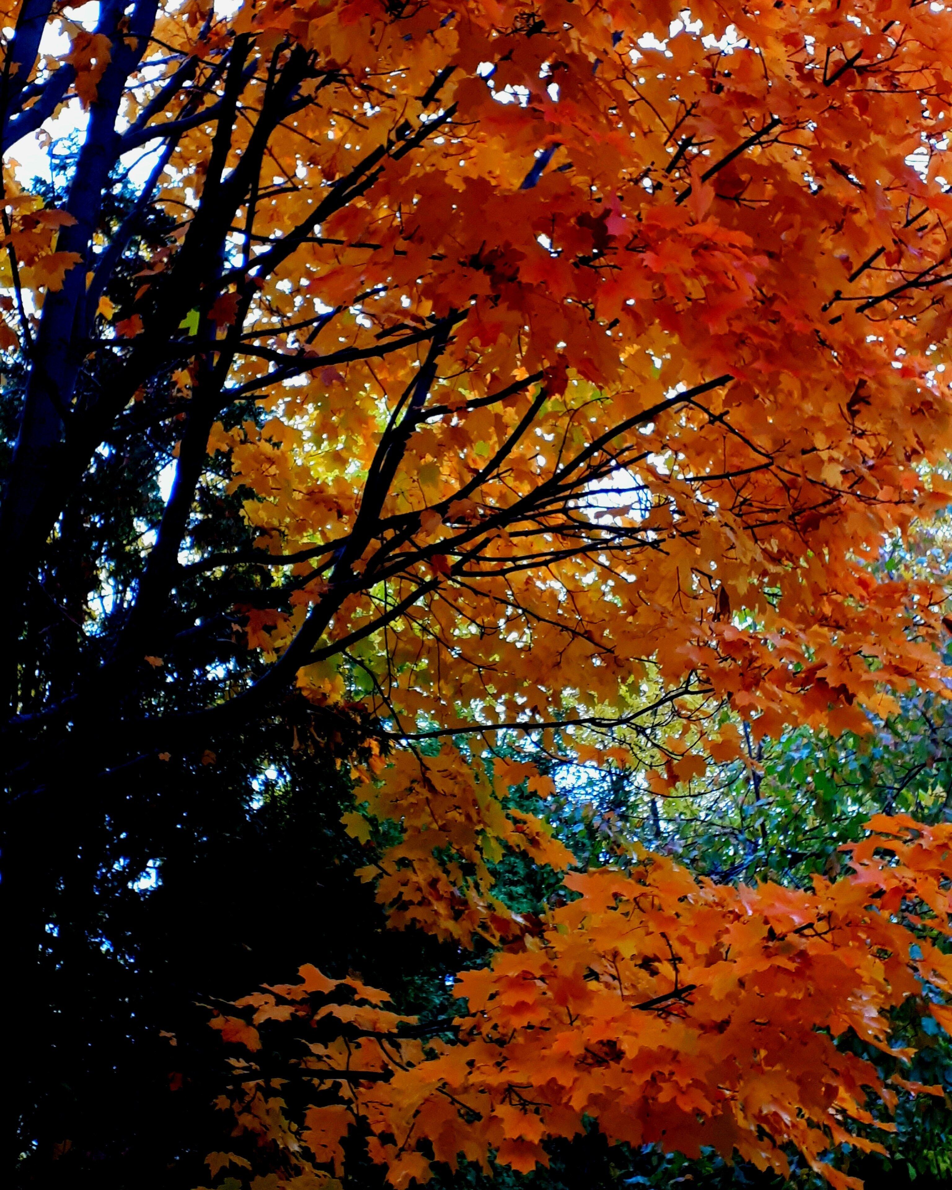 Beautiful Montreal in autumn!!! Red mapleleaf 