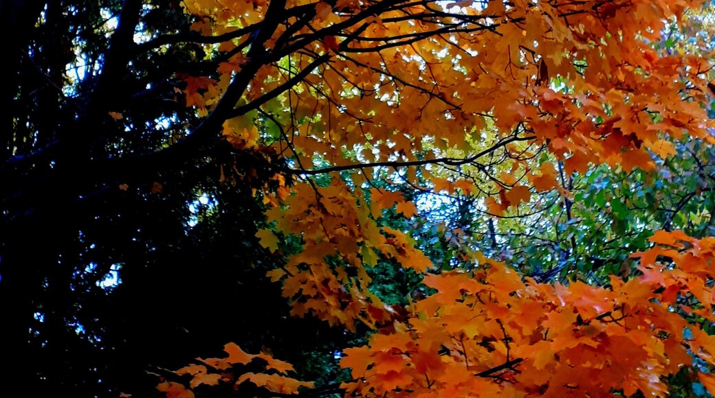 Beautiful Montreal in autumn!!! Red mapleleaf