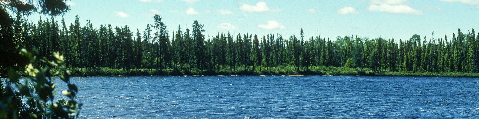 Un lago tranquilo rodeado de un bosque frondoso y un cielo azul despejado.