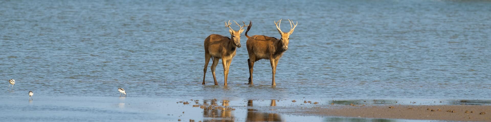 Two elk standing in the sunset.