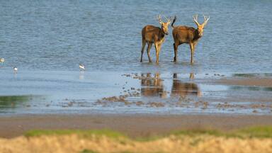 Two deer standing in shallow water near a sandy beach.