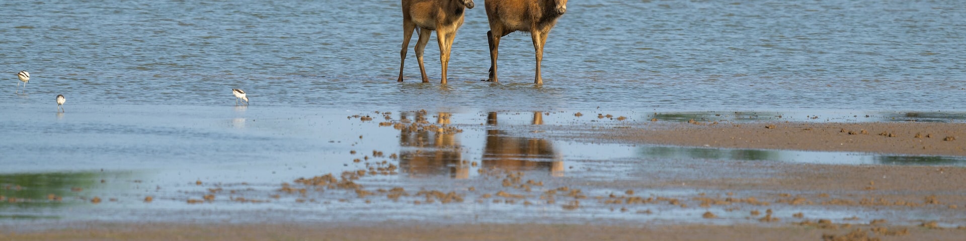 Two elk standing in the sunset.