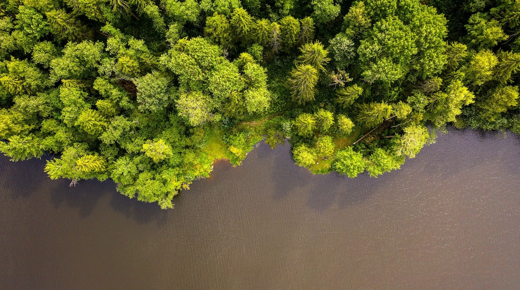 summer top view of the lake shore surrounded by forest