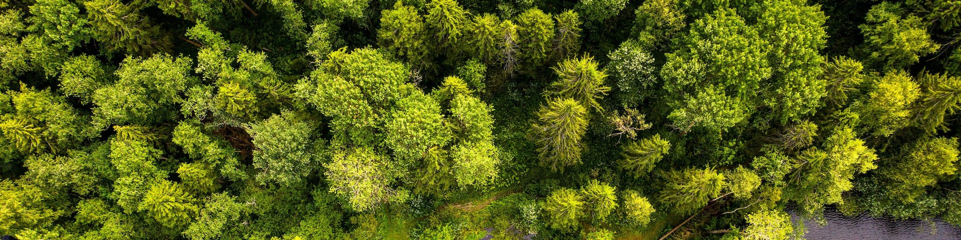 summer top view of the lake shore surrounded by forest