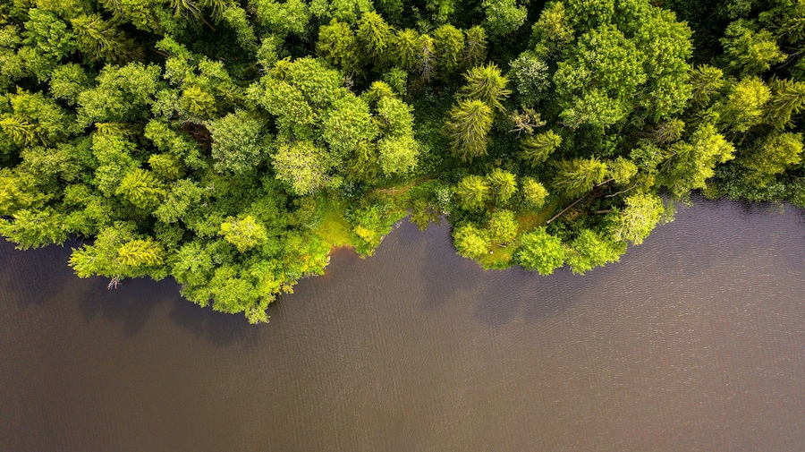 summer top view of the lake shore surrounded by forest
