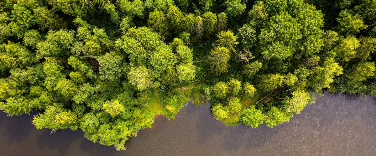 An aerial view of a dense forest adjacent to a calm river.