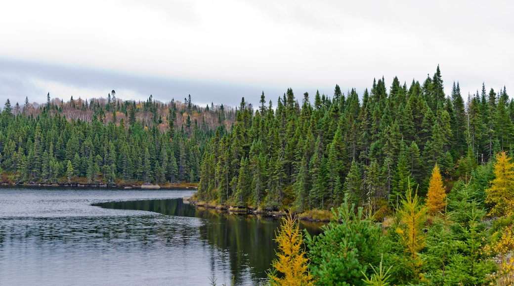 Northern Ontario Forest