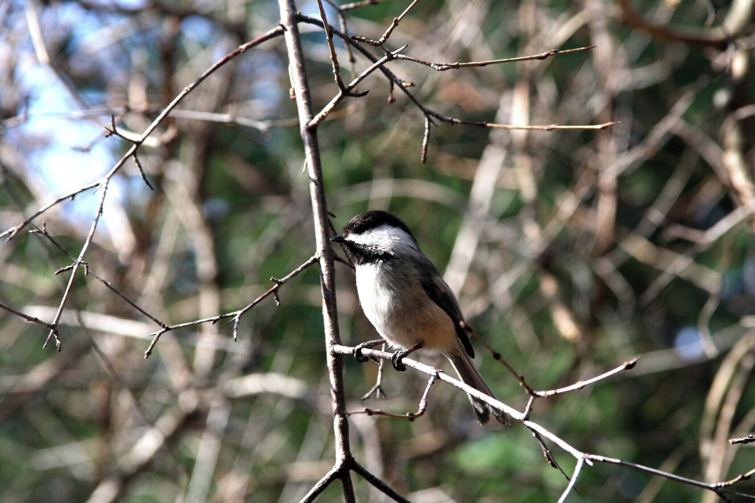 had this little guy follow us for quite some time, probably a kilometer or 2. Just kept chirping alot.
