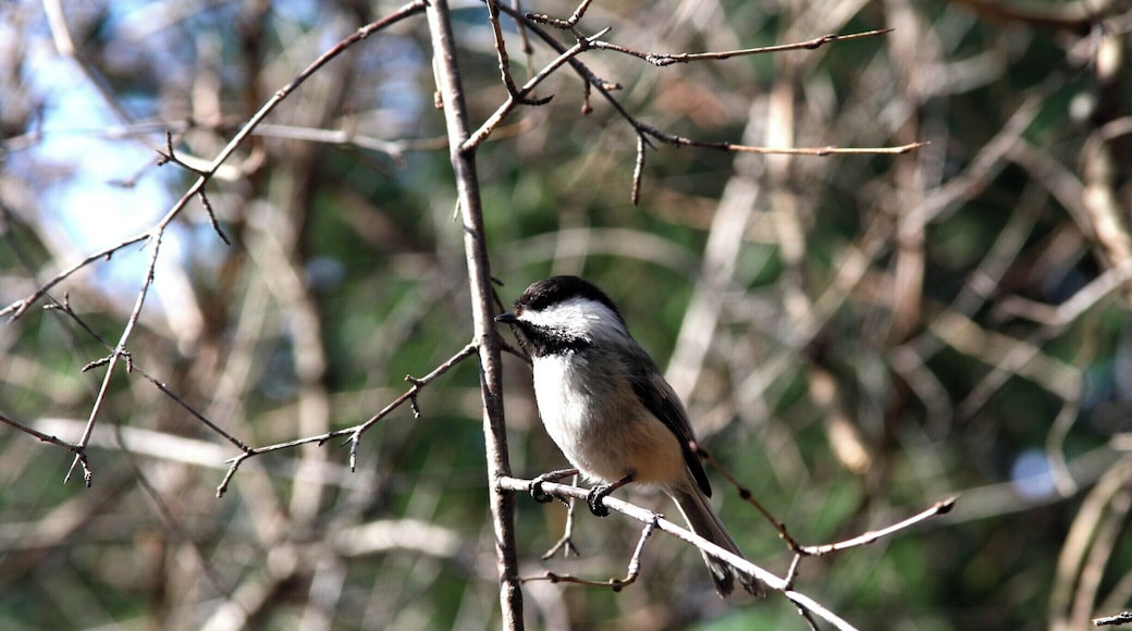 had this little guy follow us for quite some time, probably a kilometer or 2. Just kept chirping alot.