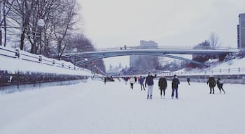 Skate on the world's largest ice rink. Every year at this time, Gatineau and Ottawa host a shared event called Winterlude. It's a festival that I've gone to since I was a little girl. It's a lot of fun for the whole family. All the events are free of charge and the festival snow bus is also free that takes you to different locations where events are being hosted and run about every 15 minutes. You can expect music, sledding, tubing, ice skating on the Rideau Canal, original snow taffy made with real maple syrup, ice sculptures, free hot chocolate, coffee at some locations, and so much more. I highly recommend if you are in the area. #Winterlude #Quebec #Ontario #Gatineau #Ottawa #tourism #Thingstodo #Festival #NationsCapital