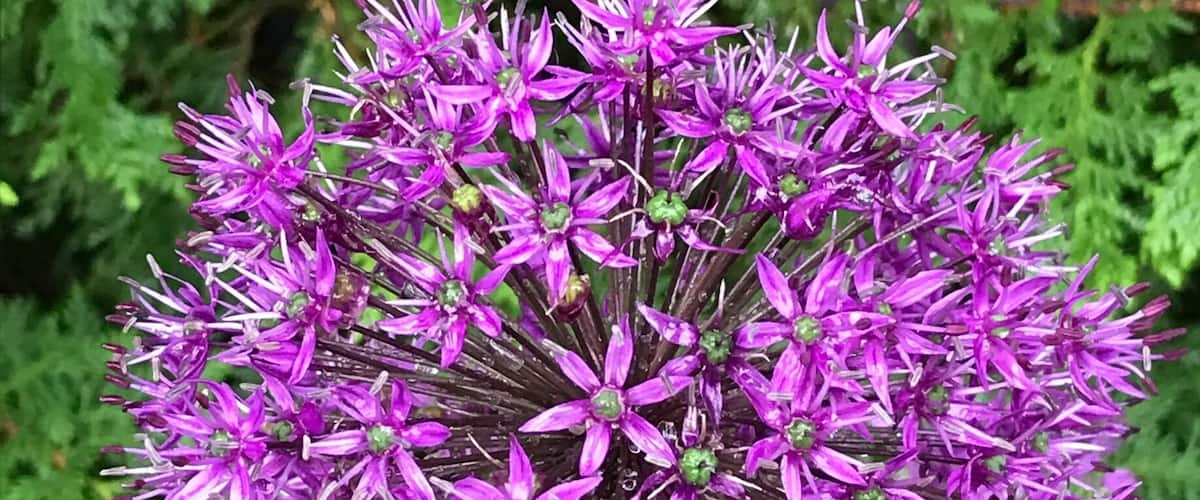 Allium flower after the rain. A pom pom on the stick that actually consists of star shape blooms #pattern