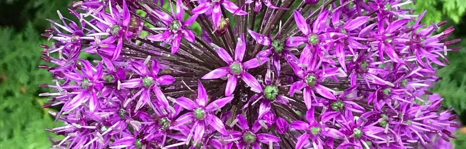 Allium flower after the rain. A pom pom on the stick that actually consists of star shape blooms #pattern