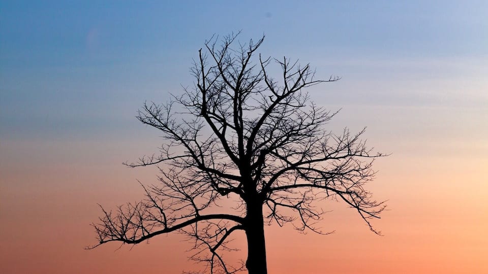 A silhouette of a leafless tree against a sunset sky.