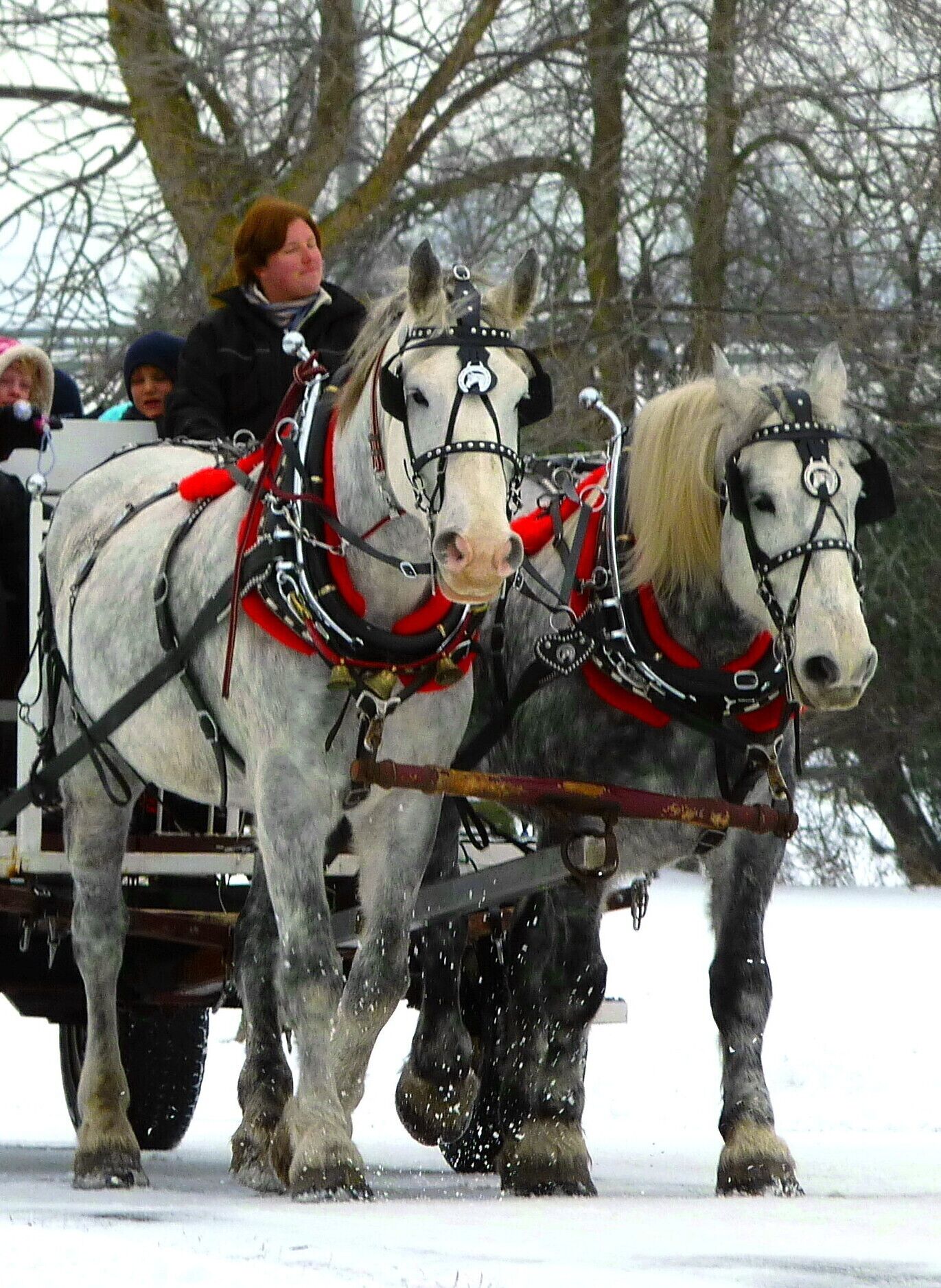 Dashing through the snow....   Classic Canadian Christmas fun for the family at Wesley Clover Parks.  #snow