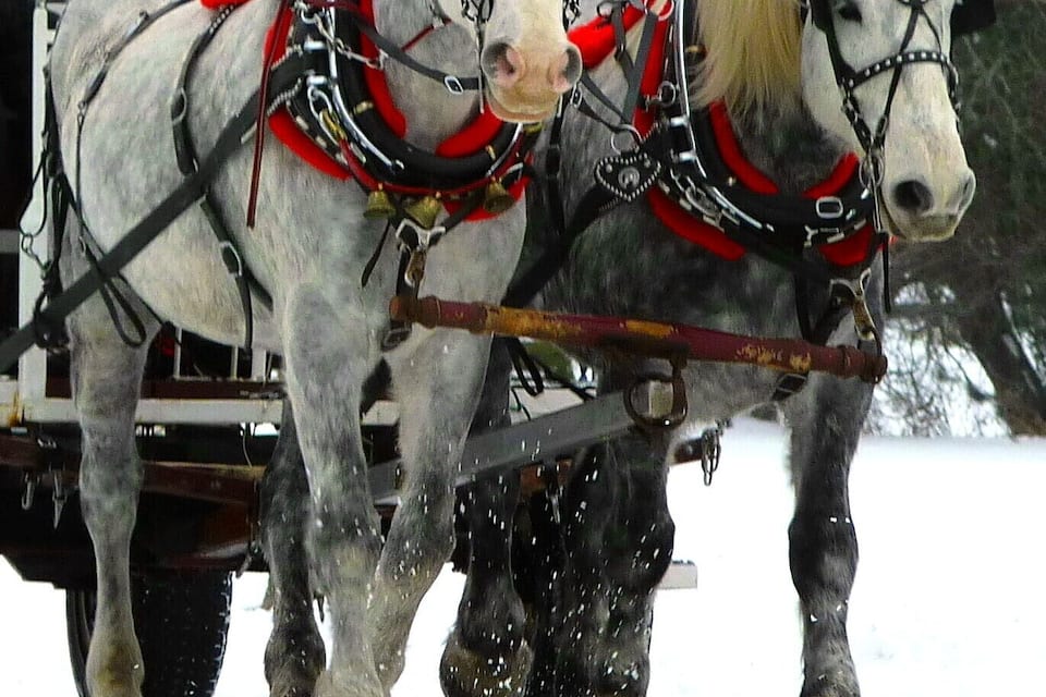 Dos caballos blancos tiran un trineo a través de un paisaje nevado con árboles desnudos al fondo.