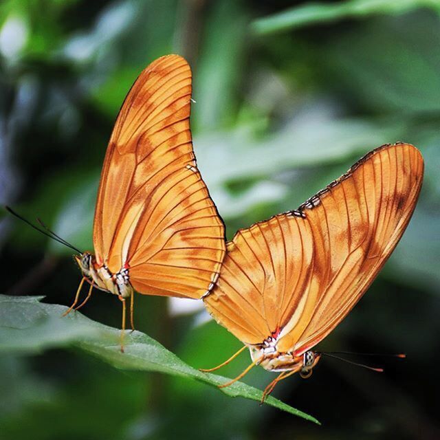 The dance of the butterflies.  Each year, this University has an exhibition in a small greenhouse of butterflies from all over the world.  